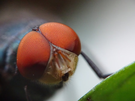 Close up Photo of detailed macro of insect eye of flies - dipteraの写真素材