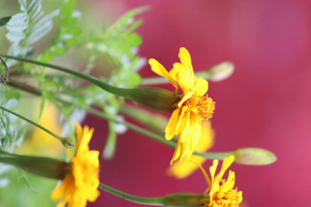 Beautiful close up photo of yellow flower isolated with purple backgroundの写真素材