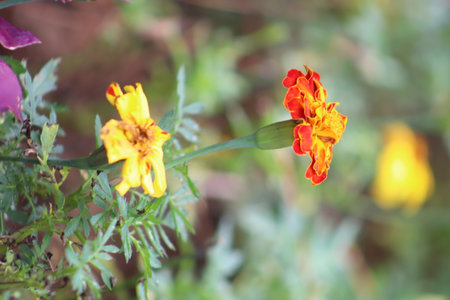 Beautiful close up photo of yellow and red flower isolated with blurred backgroundの写真素材