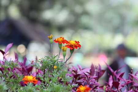 Beautiful red flower isolated with green blurred backgroundの写真素材