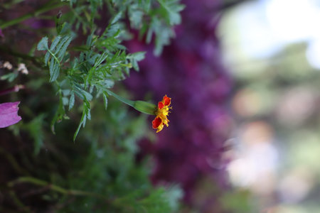 Beautiful red flower isolated with purple blurred backgroundの写真素材