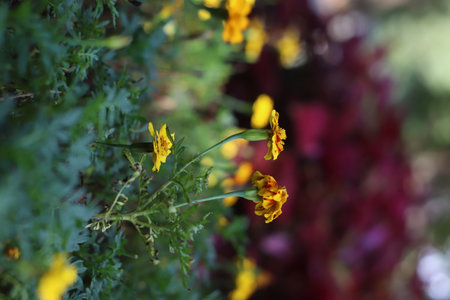 Clowe up photo of yellow flower isolated with blurred backgroundの写真素材