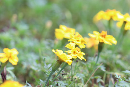 Beautiful yellow wild flowersの写真素材