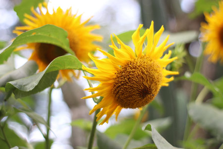 Close up photo of Sun Flowerの写真素材
