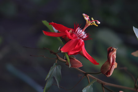 Red Flower in the dark backgroundの写真素材