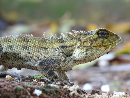 Detailed Macro photo of Male Oriental Garden Lizardの写真素材