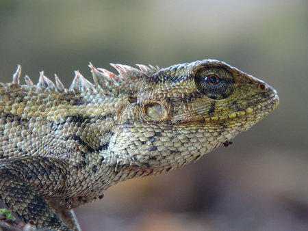 Detailed Macro photo of Male Oriental Garden Lizardの写真素材