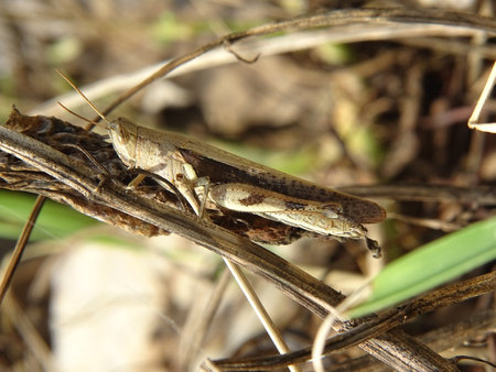 Closeup photo of brown grasshopper, camouflage with branch of tree that have the similar colorの写真素材