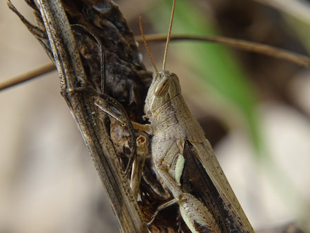 Closeup photo of brown grasshopper, camouflage with branch of tree that have the similar colorの写真素材