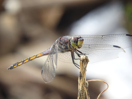 Close Up photo of Dragonfly (Potamarcha congener) isolated with blurred Backgroundの写真素材