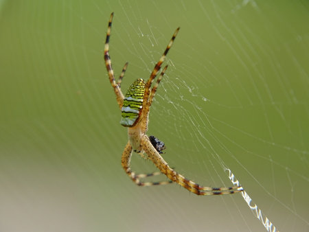 Close Up Photo of Spider (Argiope Anasuja) isolated with blurred green backgroundの写真素材