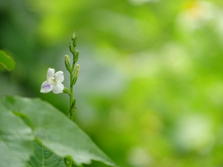 beautiful white flower isolated with blurred green backgroundの写真素材