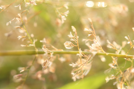 Macro photo sparkling dew drops in the morning on grass flowers