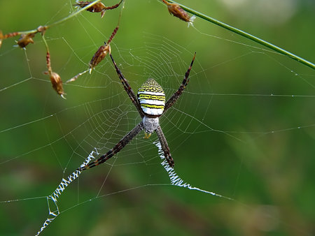 Close Up Photo of Garden spider known as Argiope amoenaの写真素材