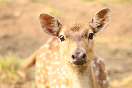 Close Up Photo of The Deer in the meadowの写真素材