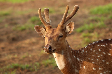Close Up Photo of The Deer in the meadowの写真素材