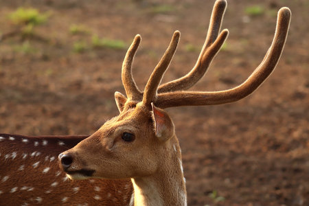 Close Up Photo of The Deer in the meadowの写真素材