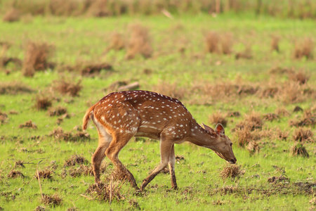 Close Up Photo of The Deer in the meadowの写真素材