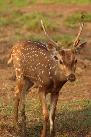 Close Up Photo of the deer on the meadowの写真素材