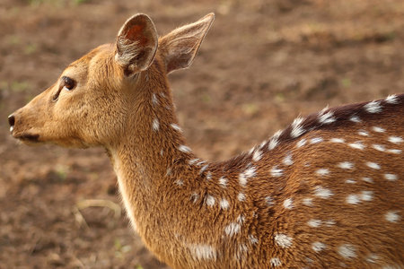 Close Up Photo of the deer on the meadowの写真素材
