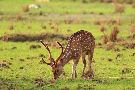 Photo of a deer in the meadow, while looking for grass to eatの写真素材