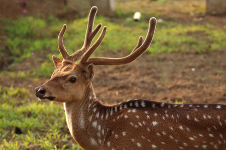 Close Up Photo of the deer on the meadowの写真素材