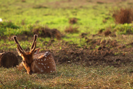 Close Up Photo of the deer on the meadowの写真素材