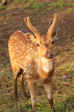 Close Up photo of e deer on the meadowの写真素材