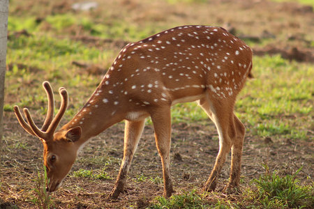 Close Up photo of e deer on the meadowの写真素材