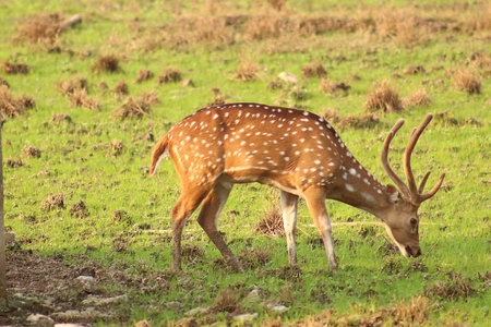 Close Up photo of e deer on the meadow, while looking for grass to eatの写真素材
