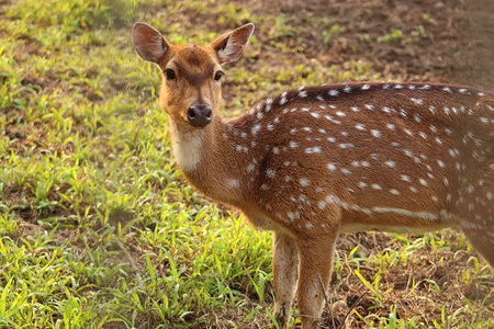 Close Up photo of e deer on the meadow, while looking for grass to eatの写真素材