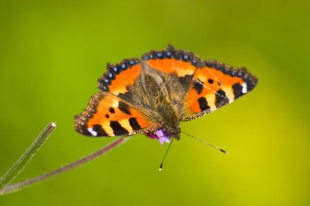 Small tortoiseshell butterfly  Aglais urticae の写真素材