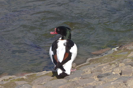 Female shelduck  Tadoma tadoma  in the Moscow zoo