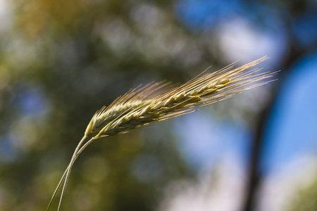 Two rye ears  Secale cereale  closeupの写真素材
