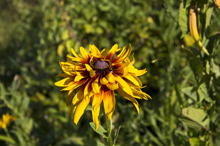 Beautiful brown and yellow Rudbeckia, or Black-eyed Susan flower