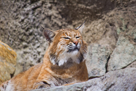 European lynx  Lynx lynx  in the Moscow zooの写真素材