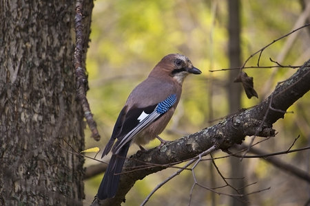 Eurasian jay  Garrulus glandarius  in a autumn forestの写真素材