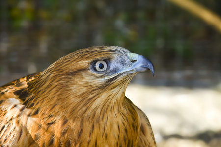 Looking long-legged buzzard  Buteo rufinus  in Yalta zooの写真素材
