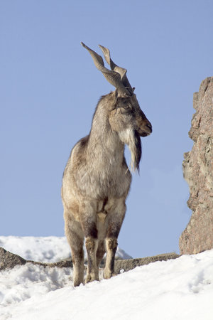 Young male markhor の写真素材