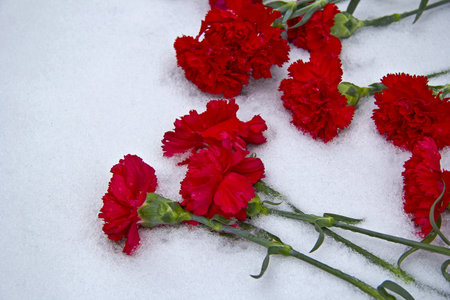 Volgograd, day of the 70th anniversary of Stalingrad victory  Red carnation flowers on snowの写真素材