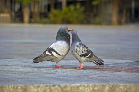 Couple of beloved doves at embankment of Yalta, Crimeaの写真素材