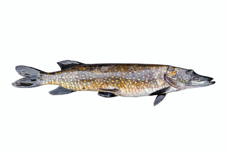 Northern pike (Esox lucius), isolated on whiteの写真素材