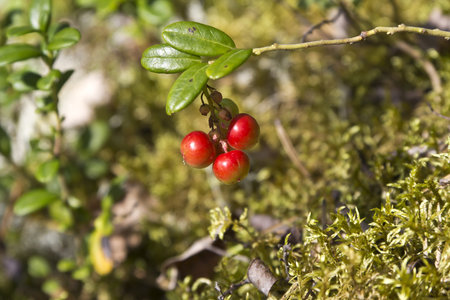 Cluster of red bilberry, or foxberry, Vaccinium idaea, in Karelian taigaの写真素材