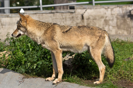 Young she-wolf in Moscow zoo