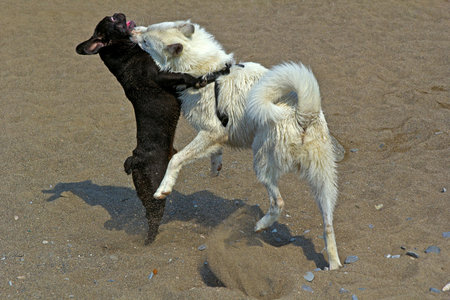 Two young dogs, French bulldog and Samoed laika plays on a sandy sea beach