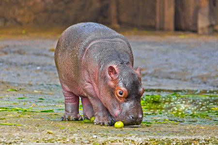 Little hippo cub in New Delhi zooの写真素材