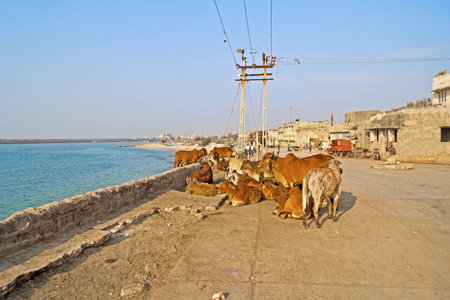 Group of indian cows zebu at the embankment of Porbandar, Gujaratのeditorial素材
