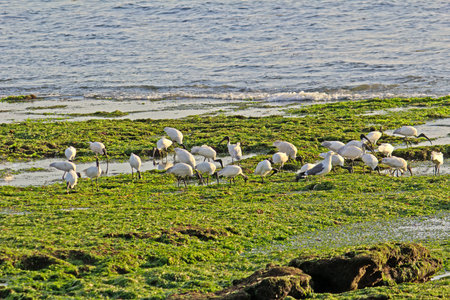 Ibises and seagulls seeks a food in algaes