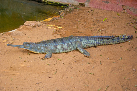 Gavial crocodile in Nandankanan zoo, Orissa