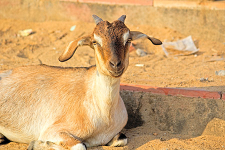 Portrait of indian goatの写真素材